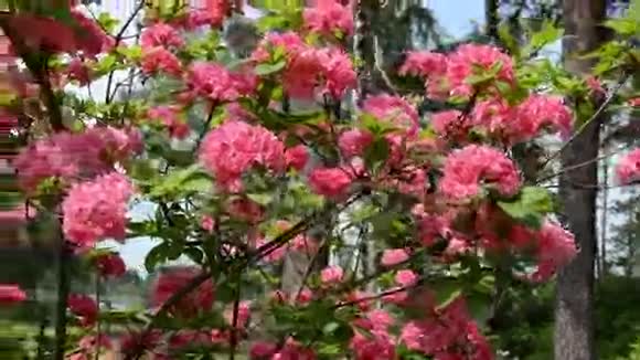 观赏近粉色杜鹃花植物盛开视频的预览图