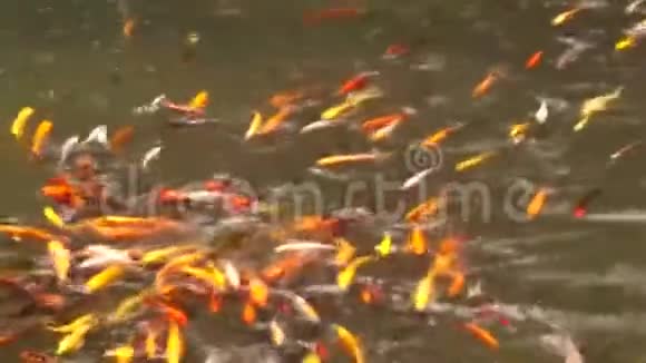 不同种类的锦鲤金鱼在池塘里游泳视频的预览图