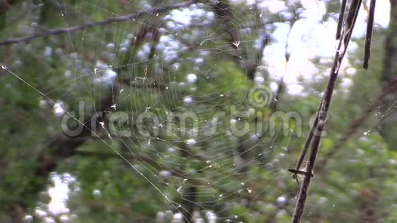 树背景中有许多小苍蝇的蛛网改变焦点视频的预览图