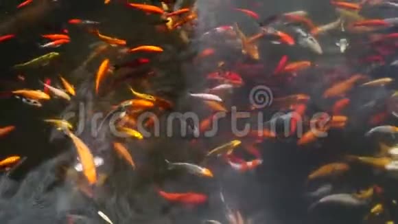 不同种类的锦鲤金鱼在池塘里游泳视频的预览图