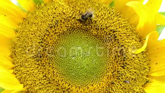 巨葵花盛开大黄蜂收集花粉视频的预览图