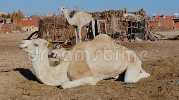 撒哈拉沙漠沙漠骆驼视频的预览图