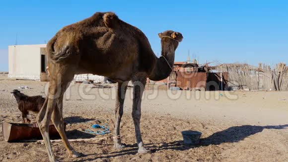 撒哈拉沙漠沙漠骆驼视频的预览图