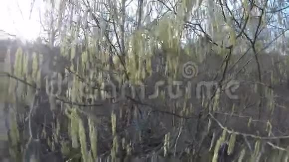 榛树开花小溪水流手球4K视频的预览图