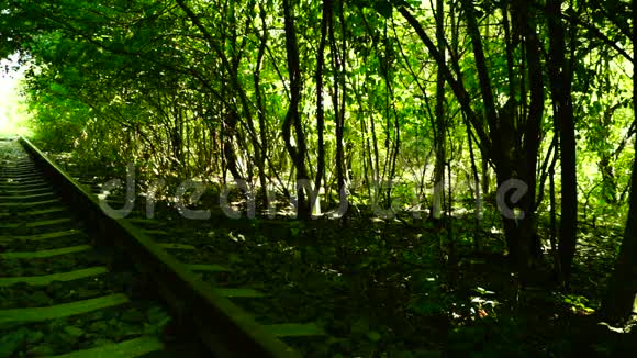 森林里废弃的火车视频的预览图