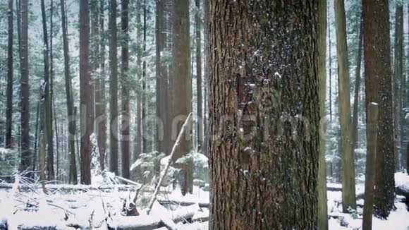 雪中移动过去的树树干视频的预览图