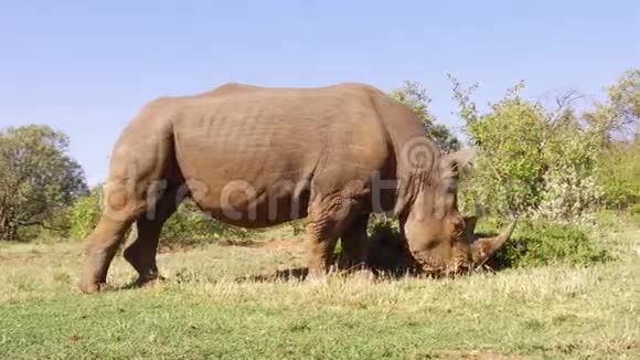 在非洲热带草原放牧的犀牛视频的预览图