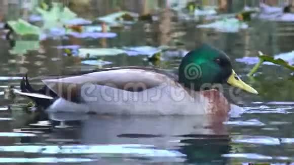 雄性野鸭在池塘里游泳视频的预览图
