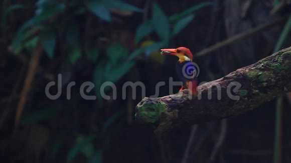 黑背东方小翠鸟在大自然中的树枝上视频的预览图