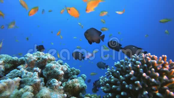 珊瑚花园海景视频的预览图