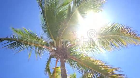 椰子棕榈树视频的预览图