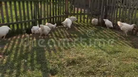 肉鸡在农场围墙外的沟里挤成一团视频的预览图