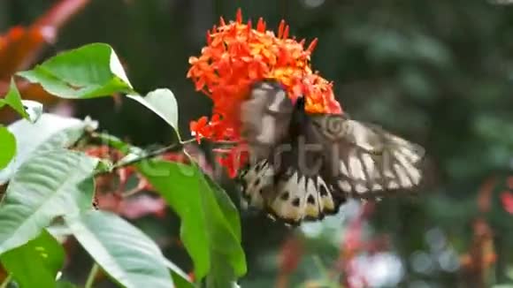 绿色的鸟翼蝴蝶视频的预览图