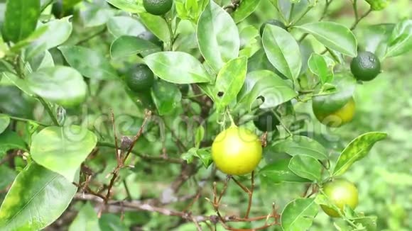 有未成熟柠檬的树枝柠檬树农业视频的预览图