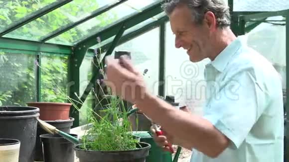 温室中老年修剪薰衣草植物视频的预览图