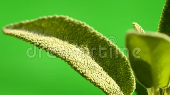 牧草药用植物及香料叶片视频的预览图