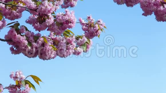 蓝天上的粉色樱花视频的预览图