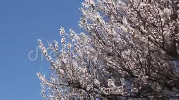 盛开的杏树枝视频的预览图