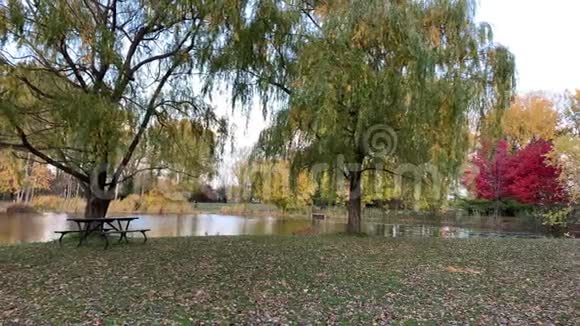 阳光明媚的秋天在公园里视频的预览图