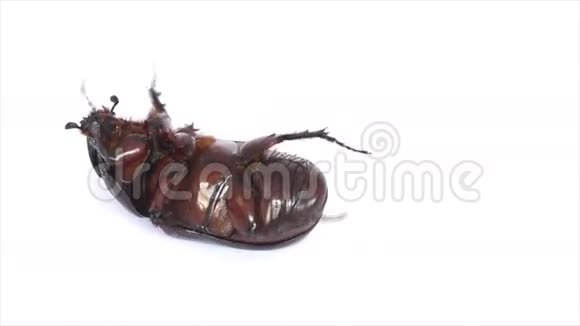 椰子犀牛甲虫的翻转姿势视频的预览图
