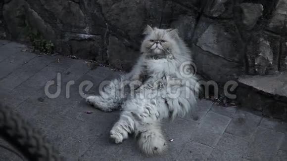 街上无家可归的老猫视频的预览图