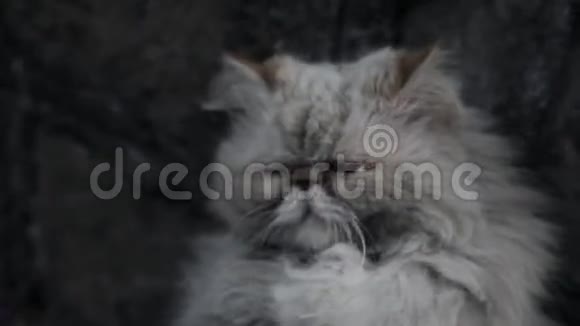 街上无家可归的老猫视频的预览图