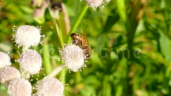 蜜蜂采花花粉视频的预览图
