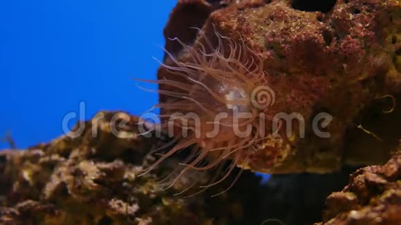 美丽的海洋花在水下世界与珊瑚和鱼海水花在鱼缸里移动视频的预览图