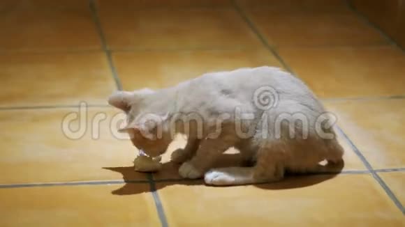 无家可归的小猫在家里急切地在地板上吃一块面包视频的预览图