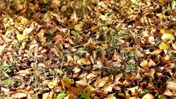 草地上的秋叶和微风中的叶影视频的预览图