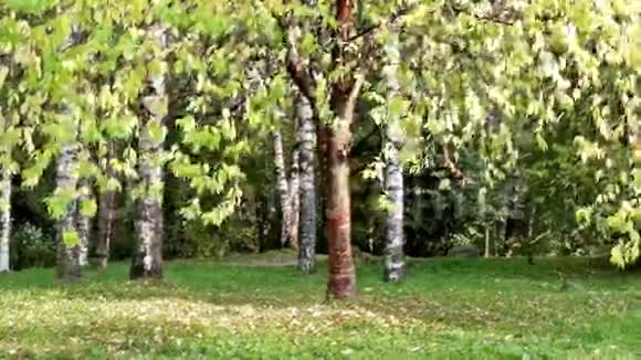 秋季桦树间的绿树视频的预览图