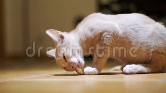 无家可归的小猫在家里急切地在地板上吃一块面包视频的预览图