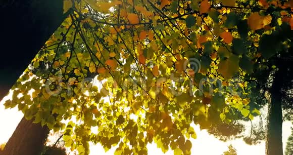 林中树木的剪影和色彩斑斓的黄红色秋叶在日光下的天空中阳光从森林中飞过视频的预览图