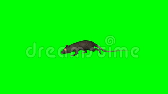老鼠走路绿色屏幕视频的预览图