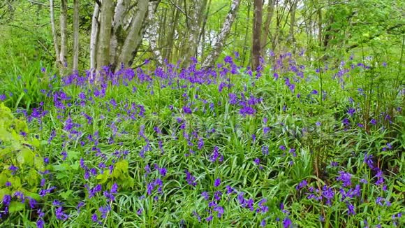 美丽的春天蓝铃森林高清镜头视频的预览图