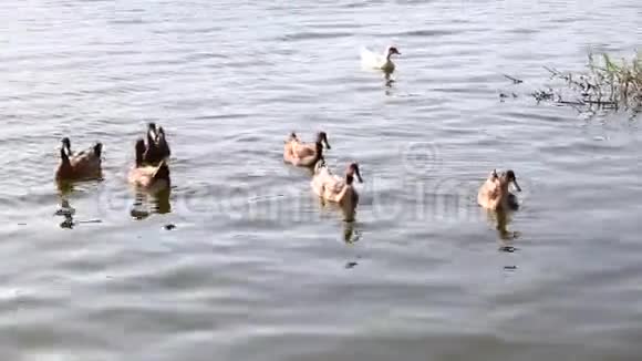 鸭子在公园的池塘里游泳视频的预览图