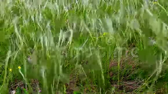风在田野上移动着新鲜的青草视频的预览图