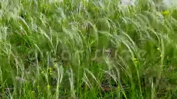 风在田野上移动着新鲜的青草视频的预览图