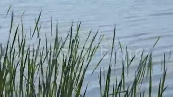 湖畔水面高草视频的预览图