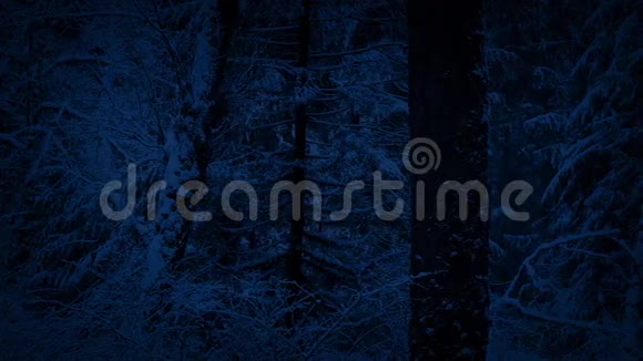 夜晚降雪的冬林视频的预览图