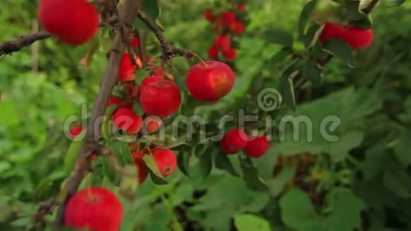 苹果树的一根带水果的树枝视频的预览图