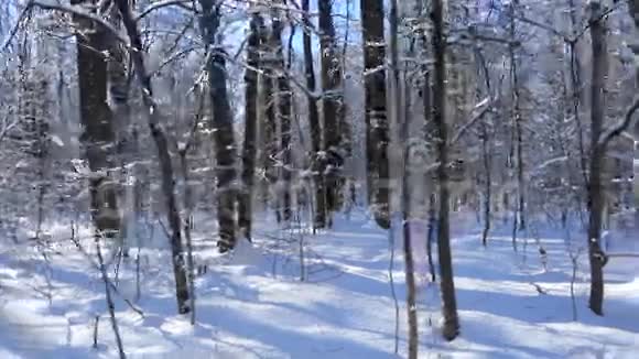 有雪和阳光的冬季森林景观视频的预览图