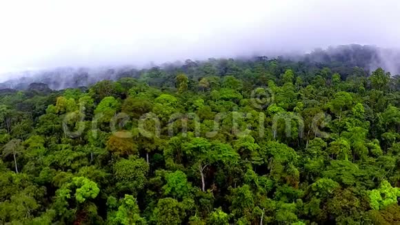 飞过雨林视频的预览图
