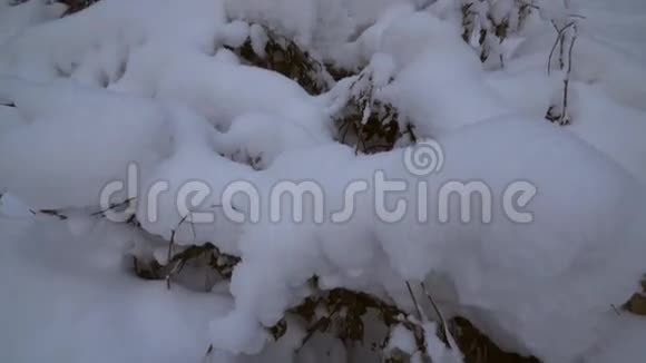 冬季松林带雪漂流股票录像视频的预览图