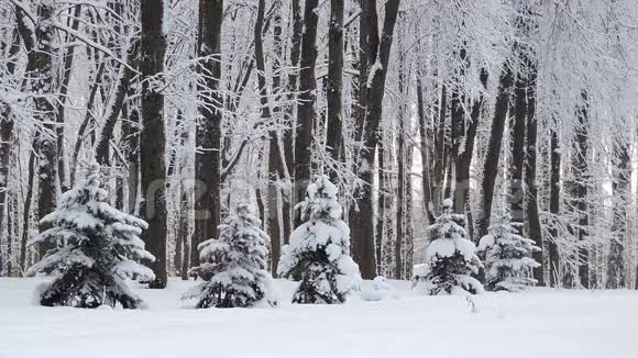 美丽的冬季景观白雪覆盖的树冬季大雪视频的预览图