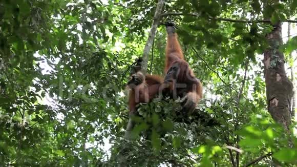 雄性猩猩在森林树窝休息视频的预览图
