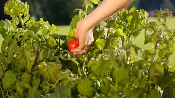 在花园里收获西红柿视频的预览图