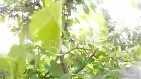 在树顶阳光慢动作上收集甜樱桃的程序视频的预览图