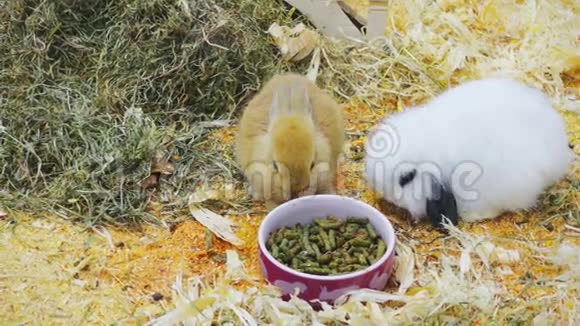 小兔子在围场里吃玩视频的预览图