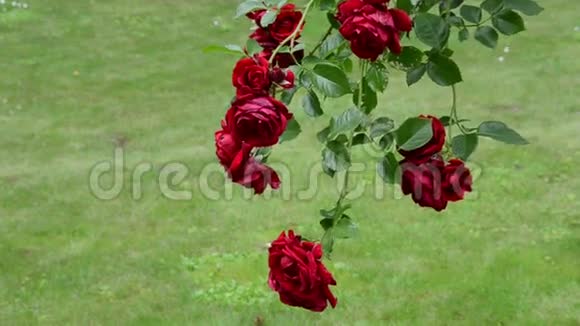 夏园盛开的红色玫瑰花枝视频的预览图